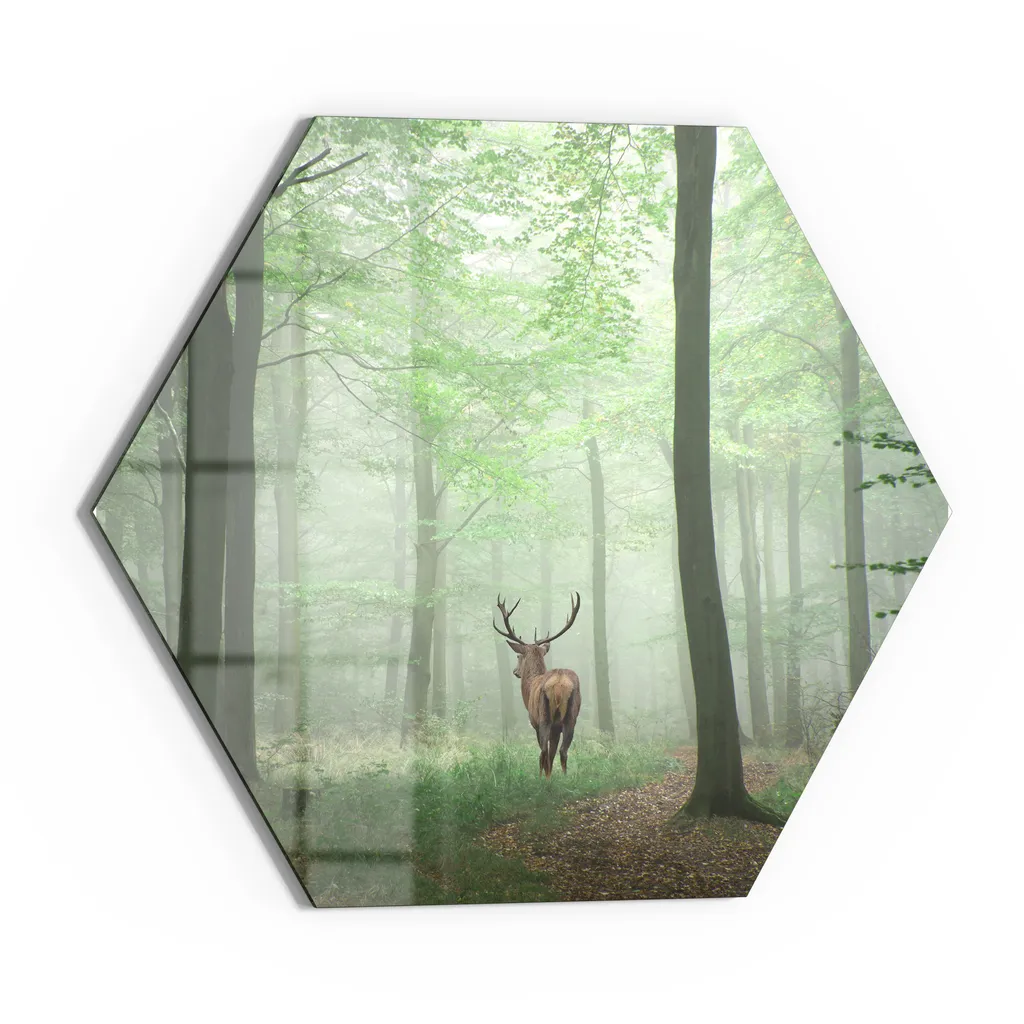 DEQORI Magnettafel Glas 55x48 cm 6-eckig 'Hirsch zwischen Bäumen' beschreibbar Whiteboard